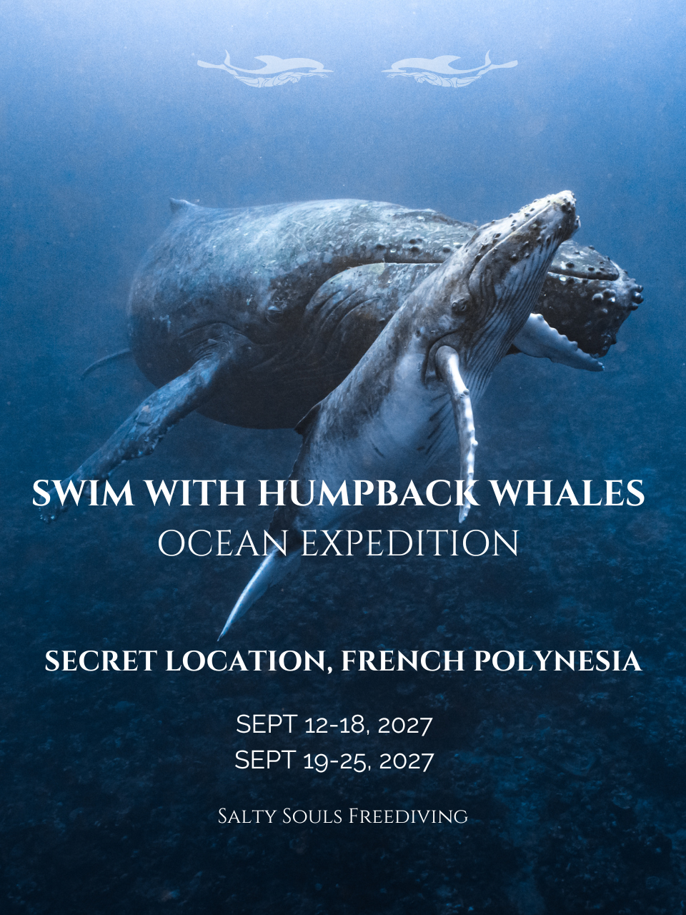 Humpback Whales Expedition Deposit