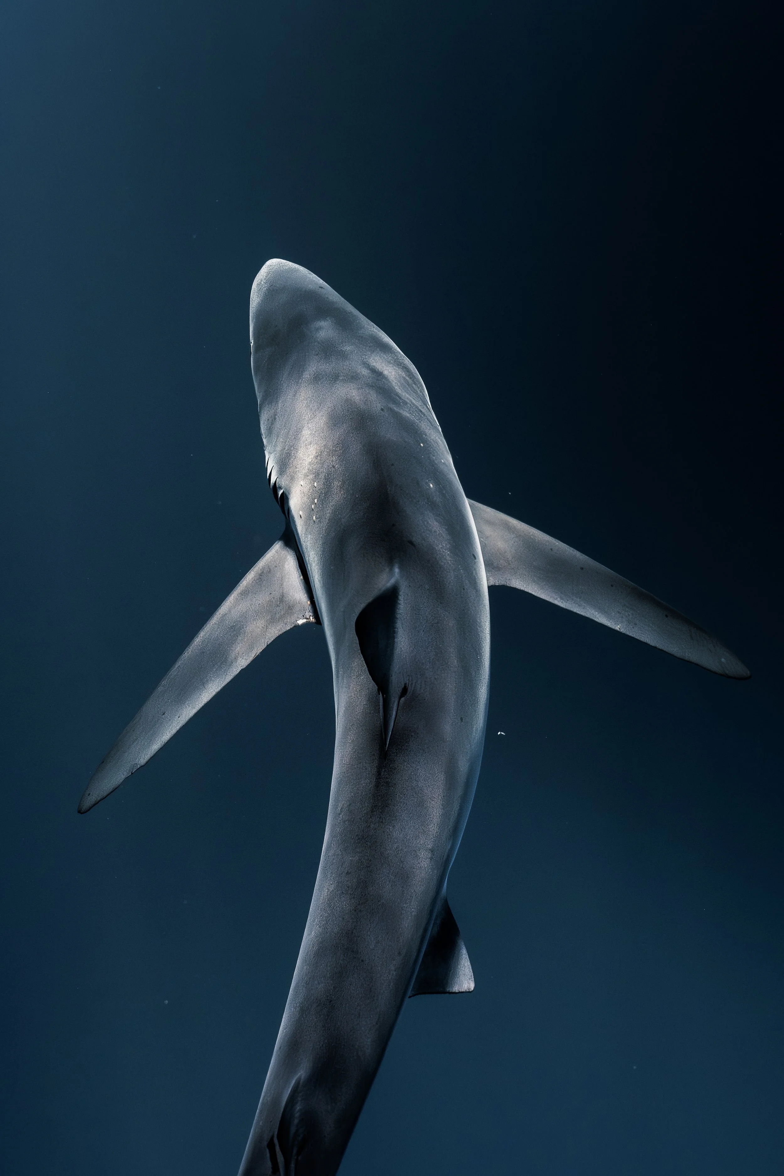 jan15shark-37.jpg
