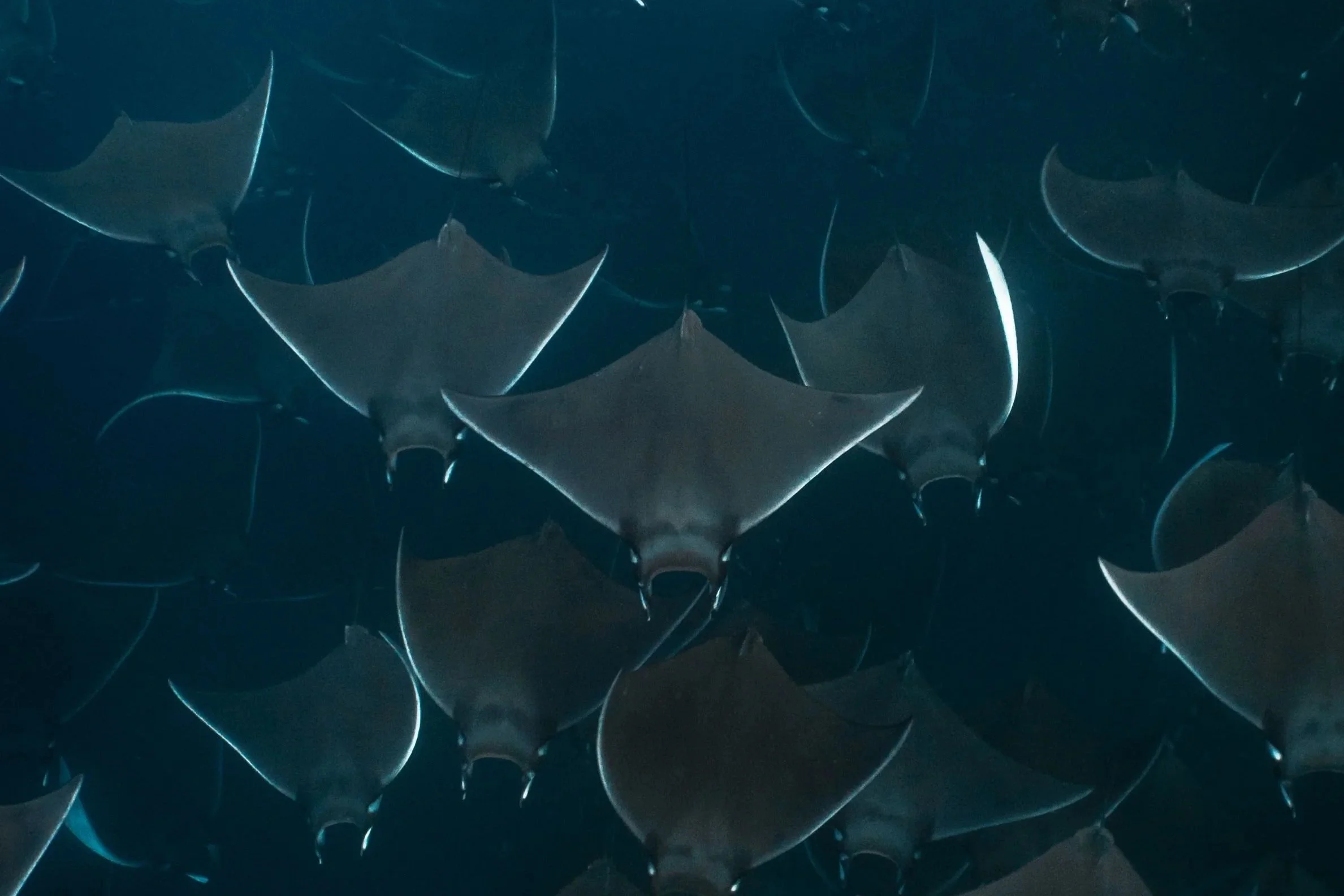 Freediving with mobula rays in Baja Califronia Sur, La Ventana