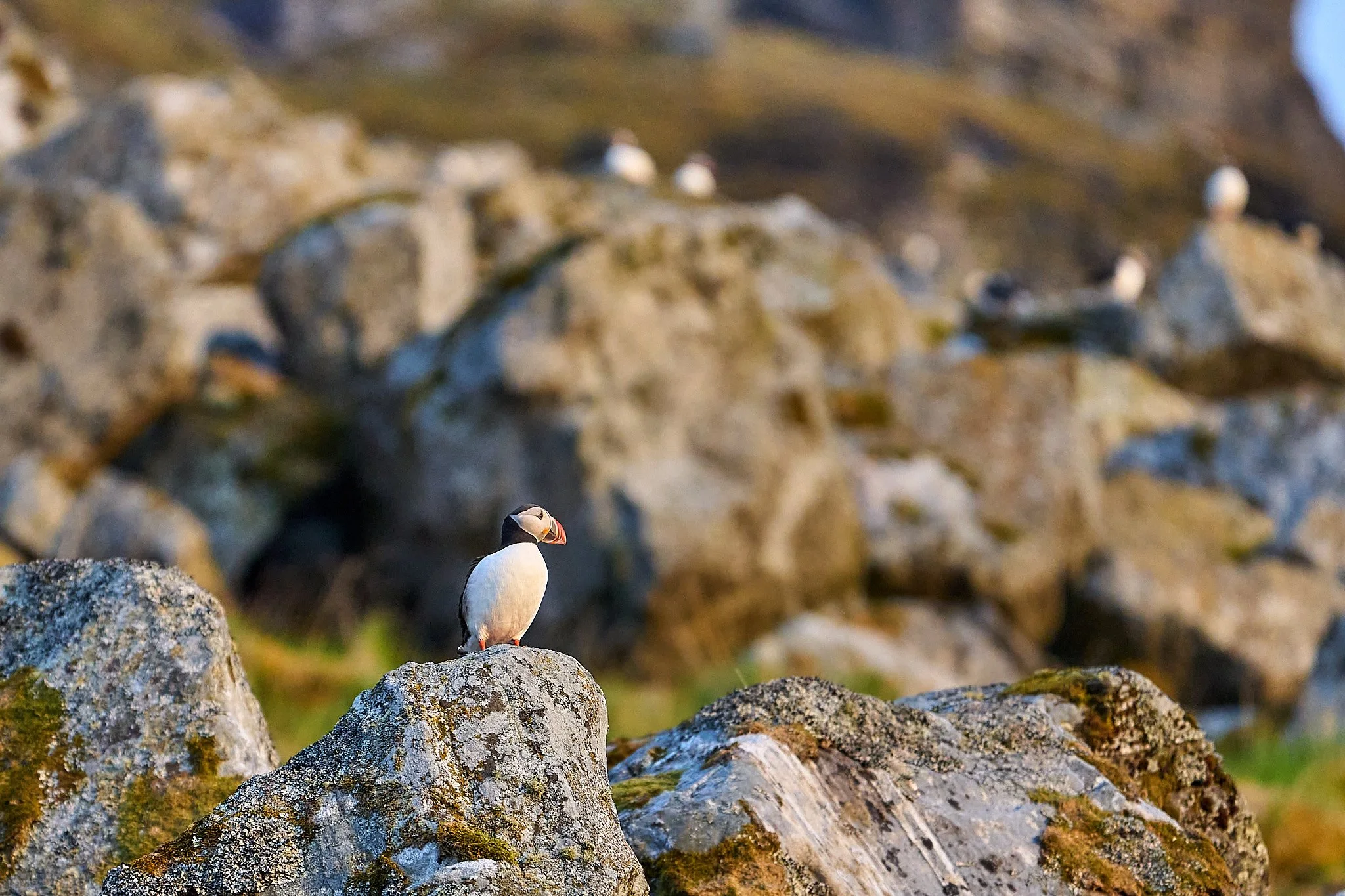 _THX8908 2048 web.jpg