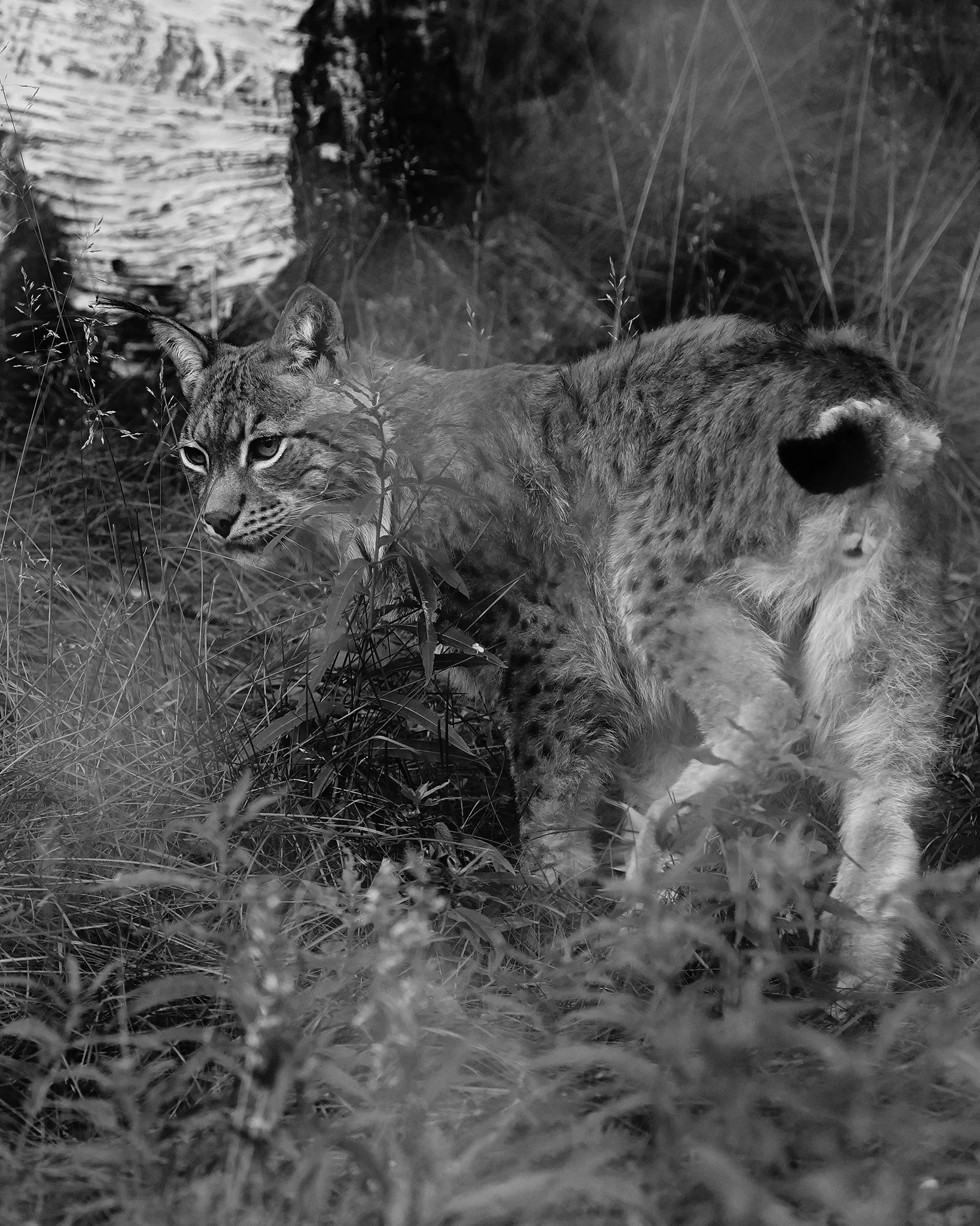 DSC01242 2048 web.jpg