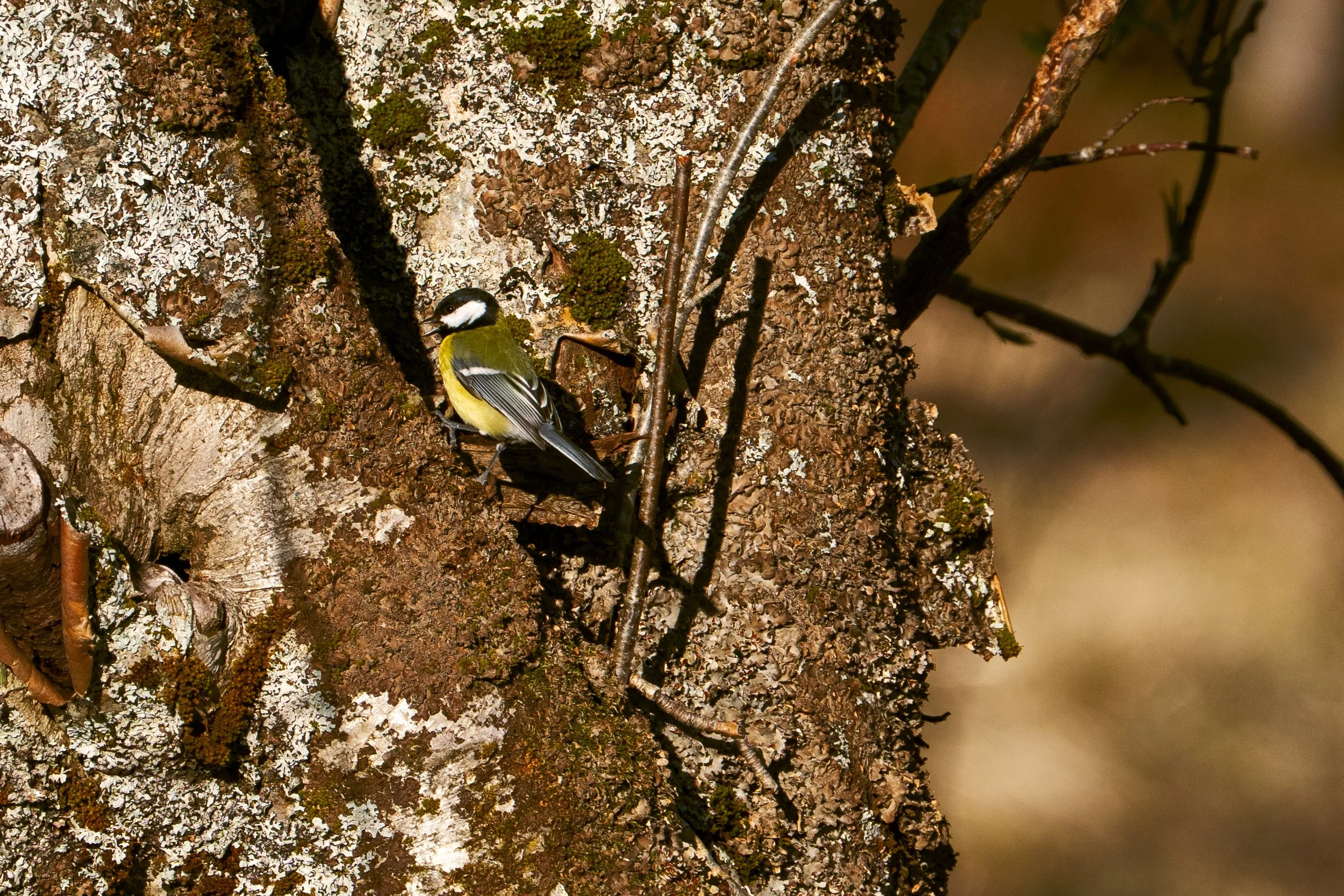 DSC01038-1.jpg