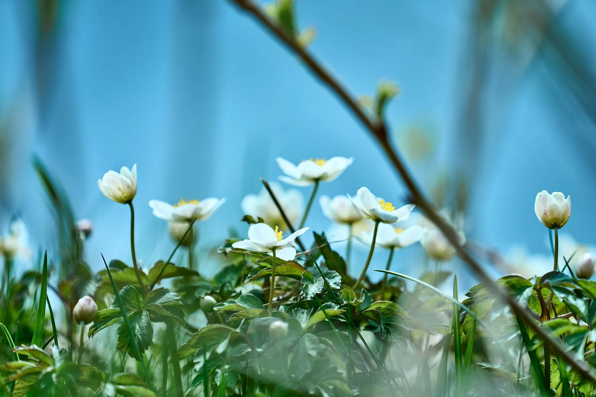 _THX6504 2048 web.jpg