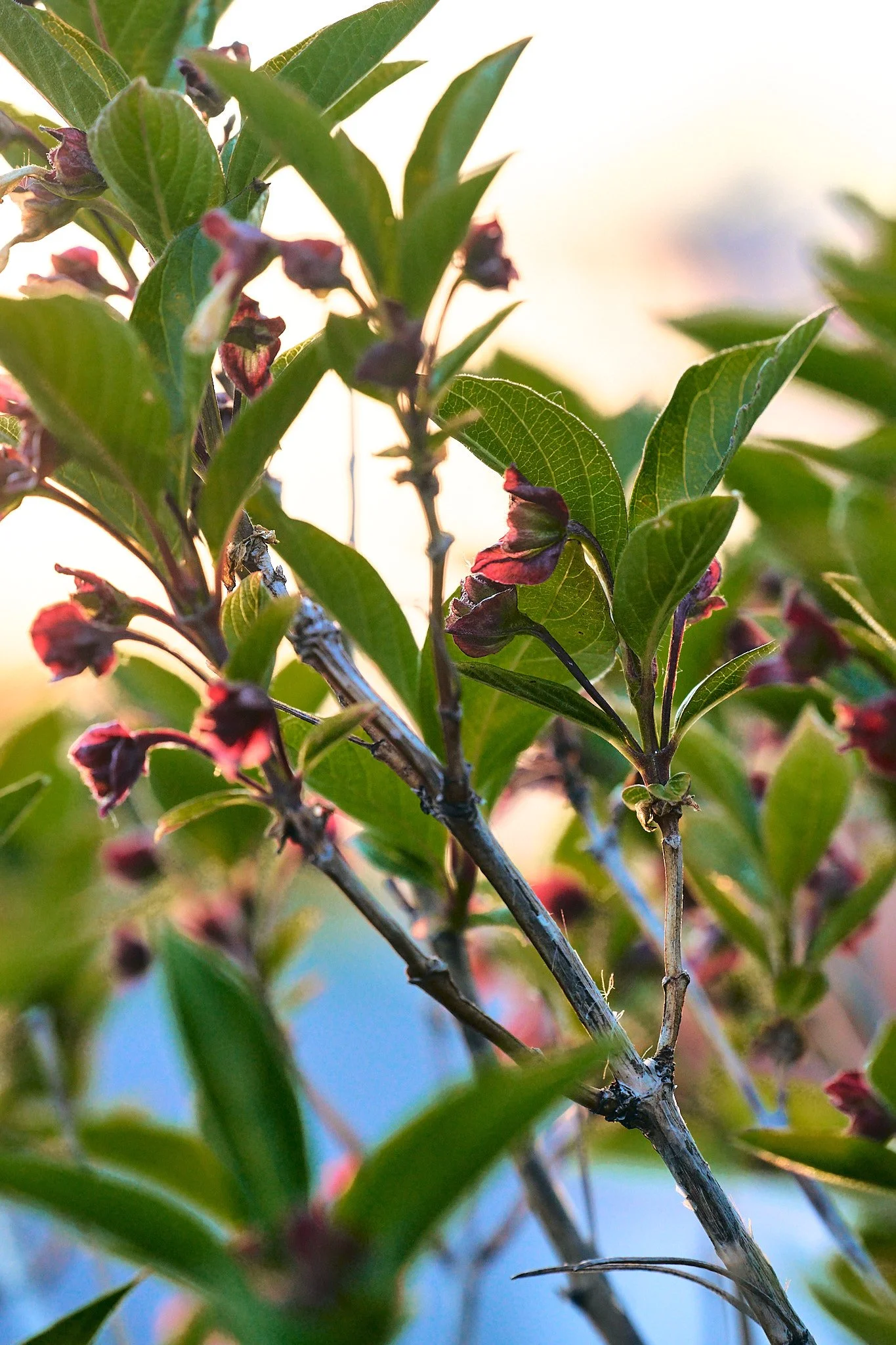 DSC00535 2048 web.jpg