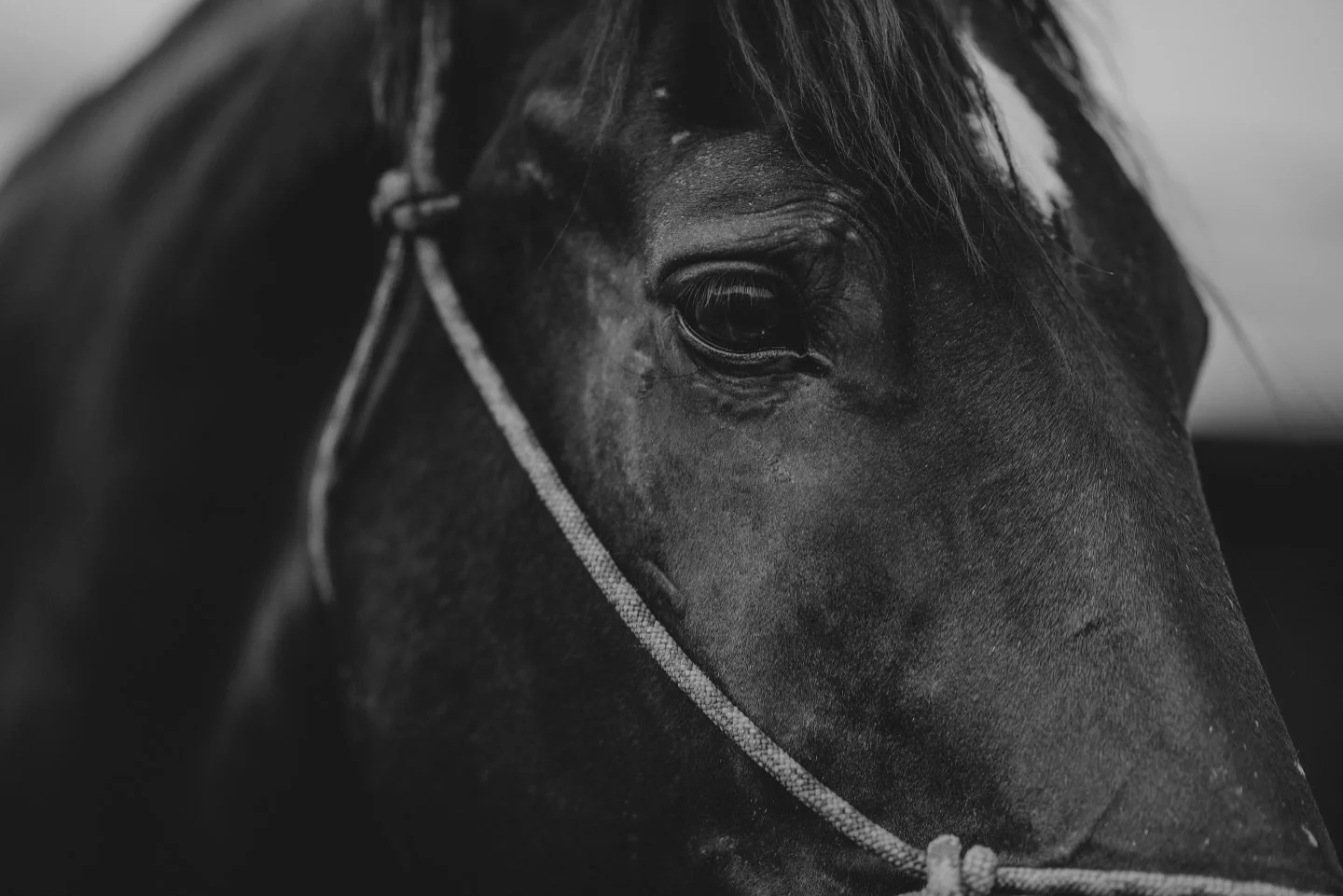 Self Portrait.
How I See seems more me than how I&rsquo;m seen. 

And, Waylon with the Eyes to the Soul.