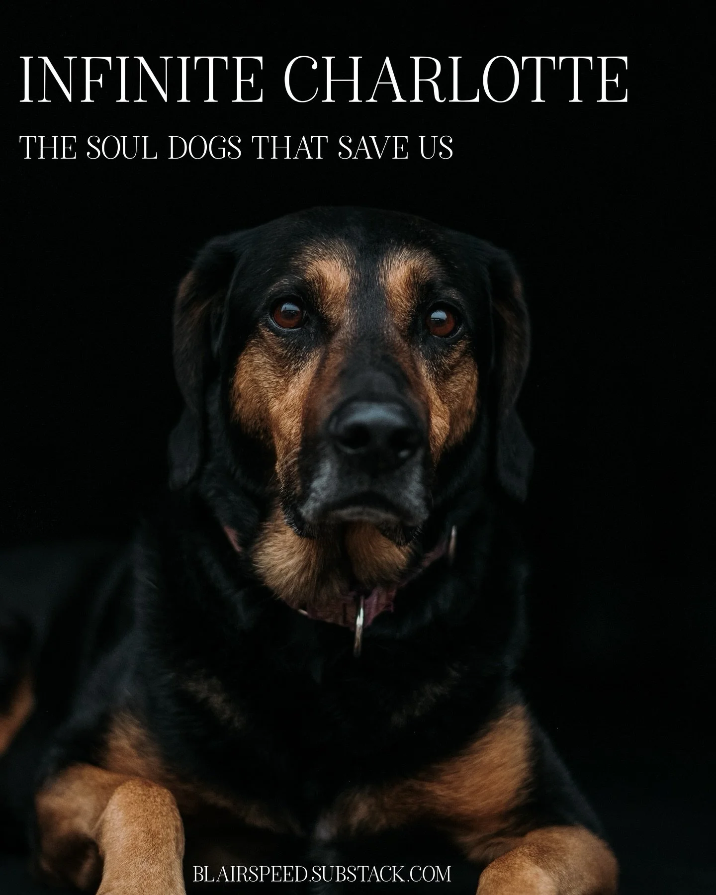 I wrote this piece three years ago but wasn&rsquo;t prepared to share. Soul Dogs save us every single day without even trying. They don&rsquo;t identify as altruistic or saviors, they simply love. They&rsquo;re simply present. And by just being, inst