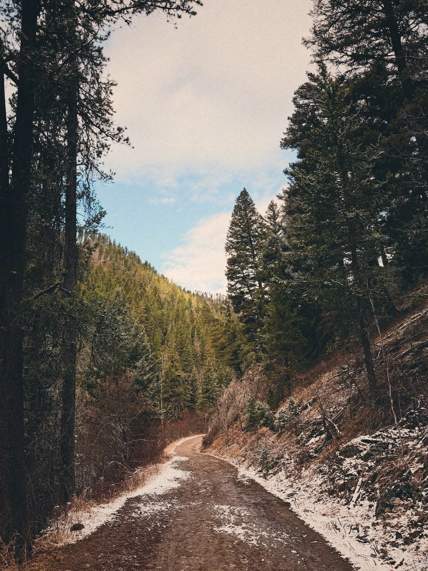 Does a tree gulp water after a dry spell? 
Like I do after a run?

Everything feels more forward with life after the rain/snow this week than the dry dormancy of just making it by. (Read: survival). Does thirst burrow or evaporate?

I am learning to 