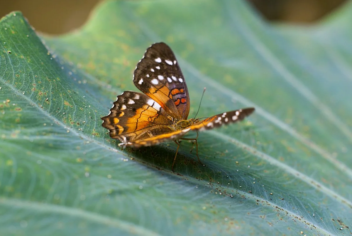 15240245181_15dce45c01_o (1).jpg