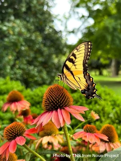 Vancouver Pollinator Festival Pop-Up Play
