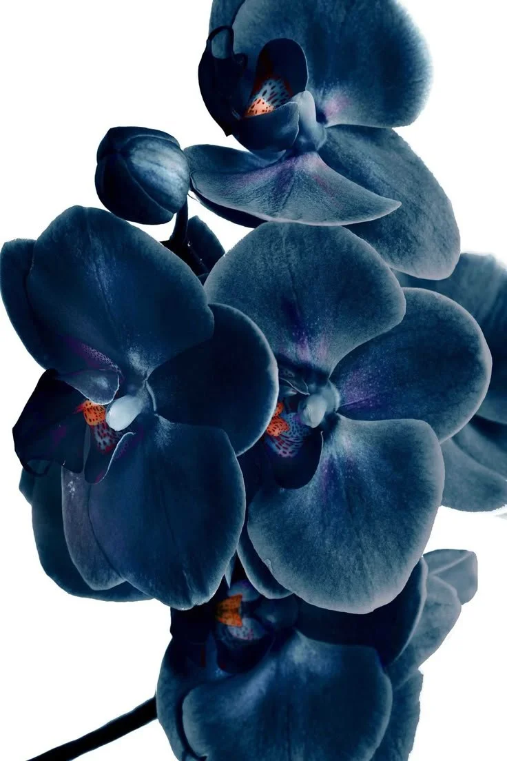 Embark blue a pillar of stability in interior design navy blue orchids