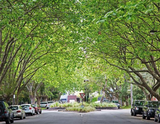 Arborist Reports Merri-bek