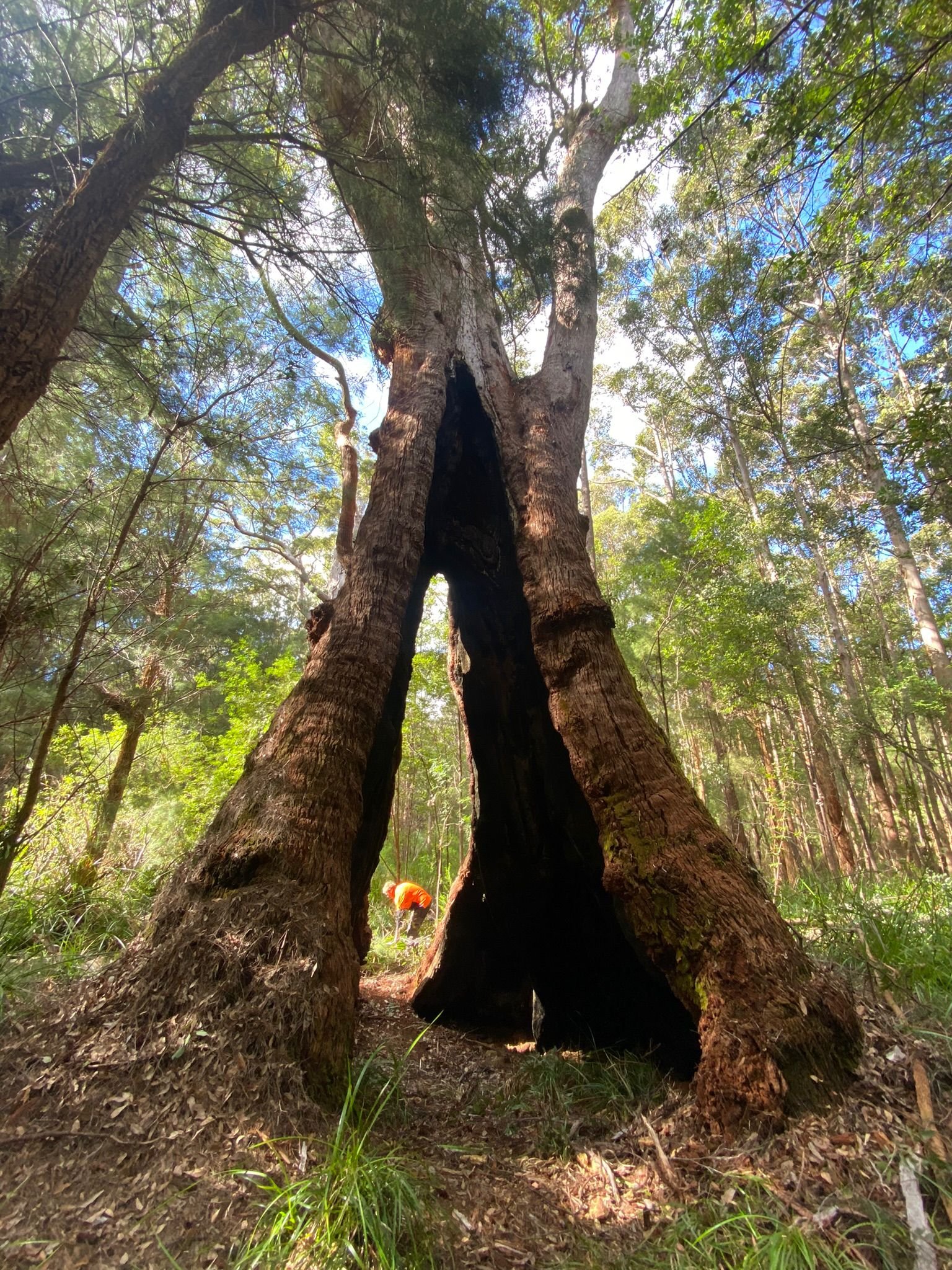 Qualified Arborist - Tree Reports - Tree Assessments - Melbourne
