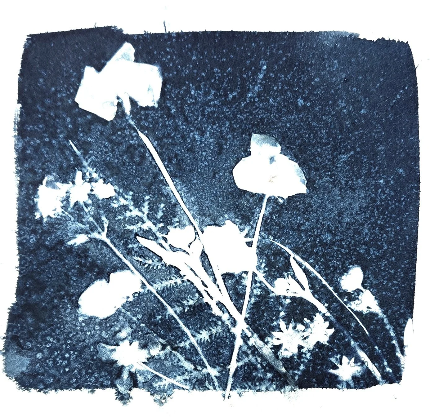 Botanical cyanotype print