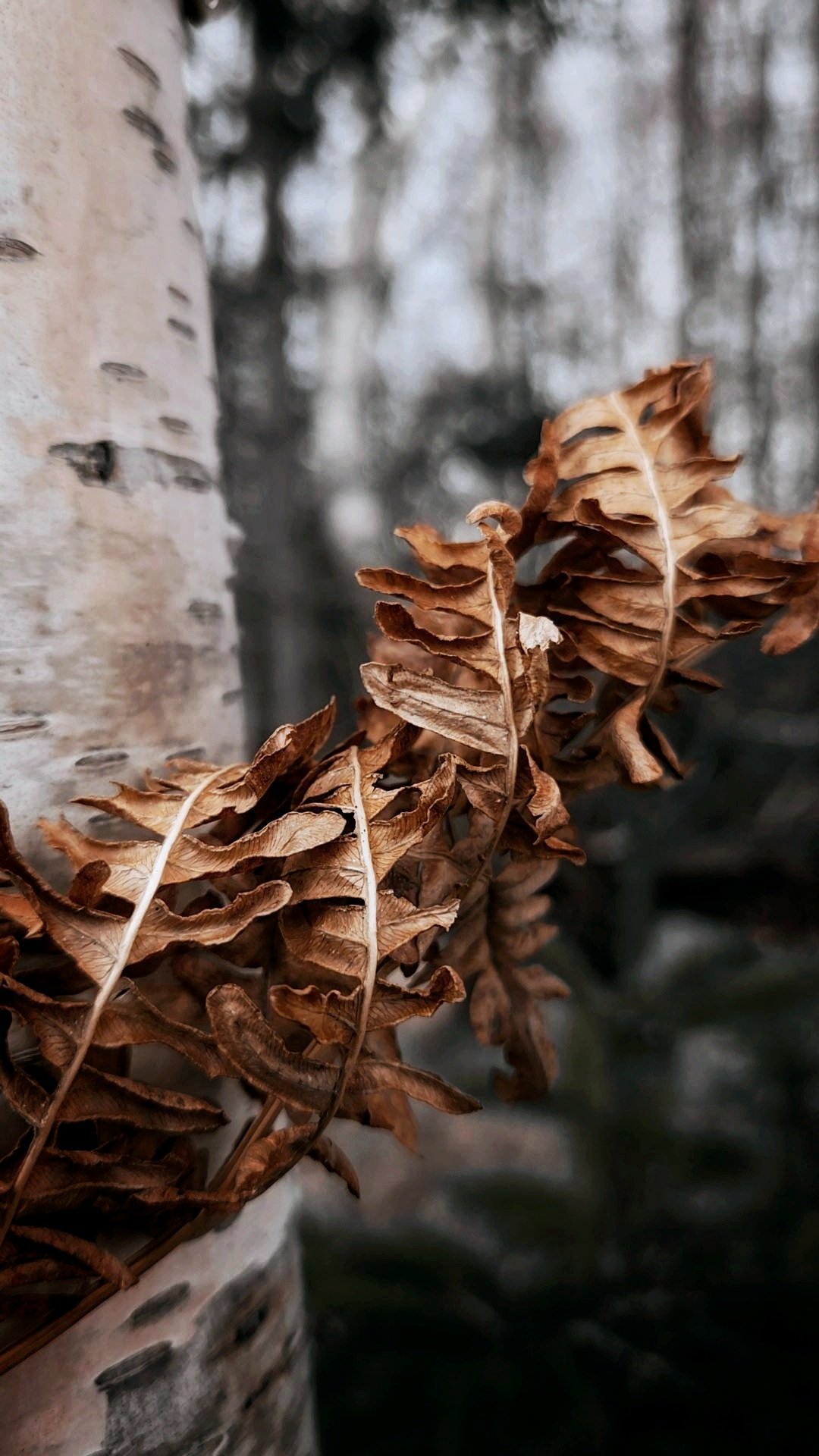 Wilting leaves in fall.