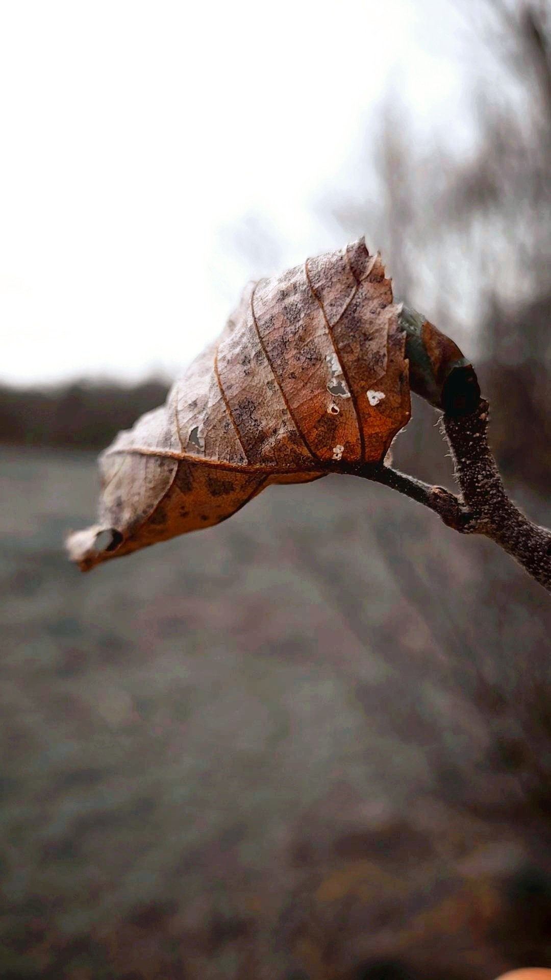 Wilting leaf in fall.