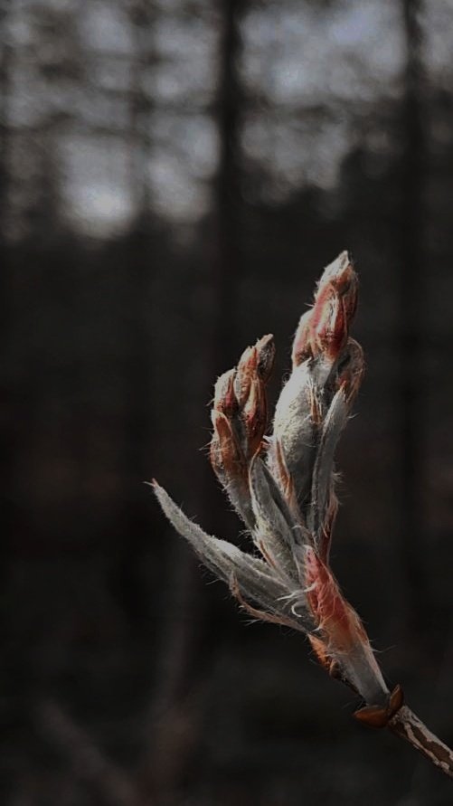 Image of twig in bloom.