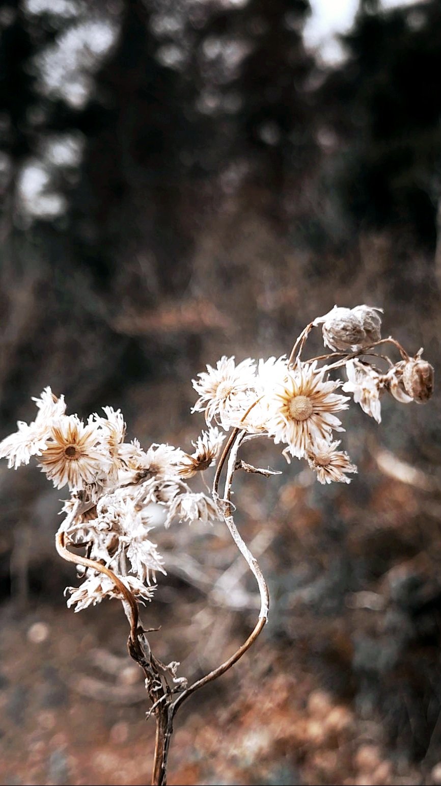 Photo of wilting flower in fall.