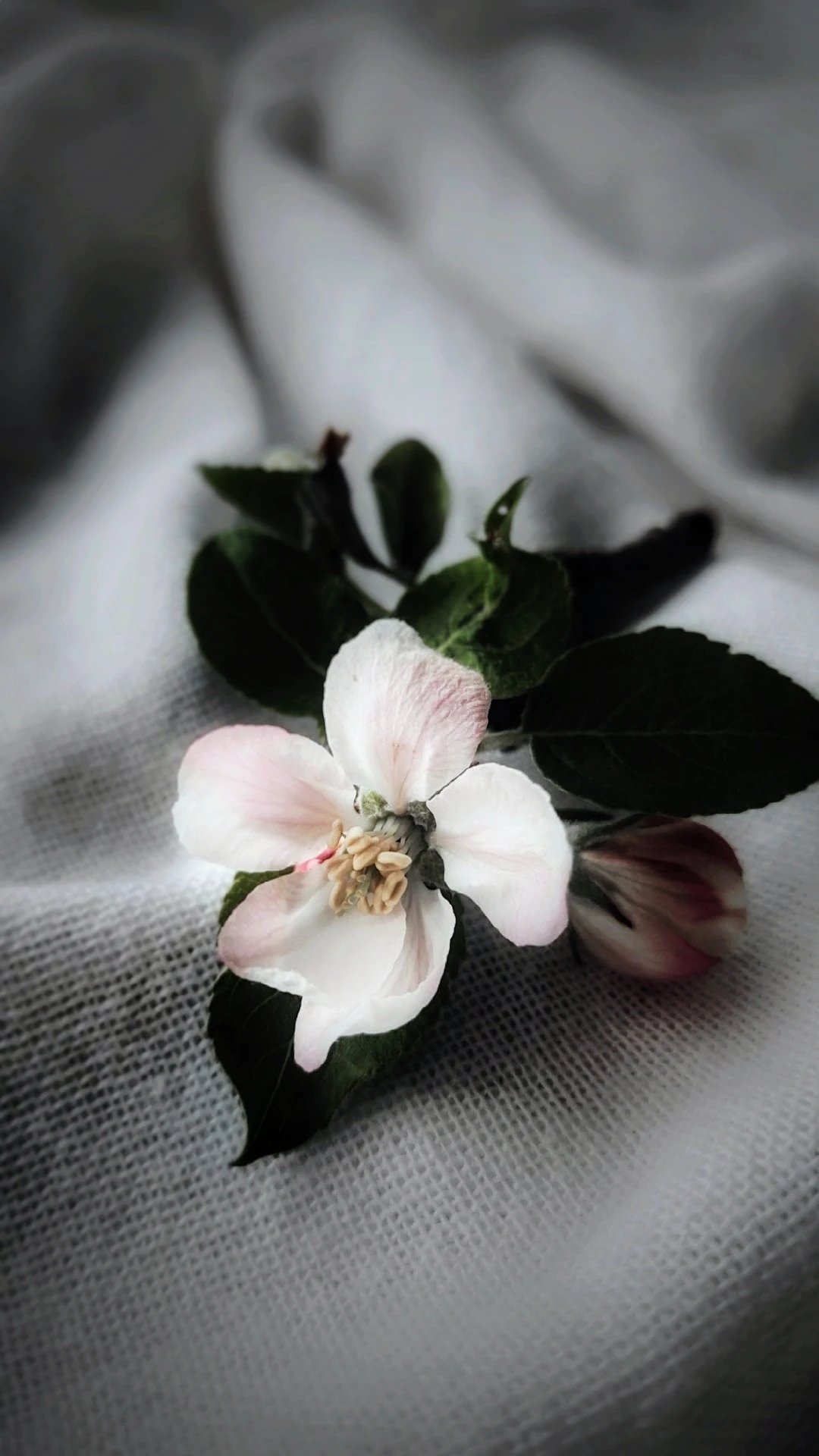 Photo of single apple blossom flower.