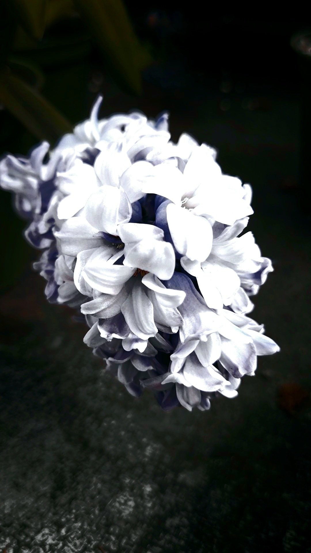 Moody photo of lavender.