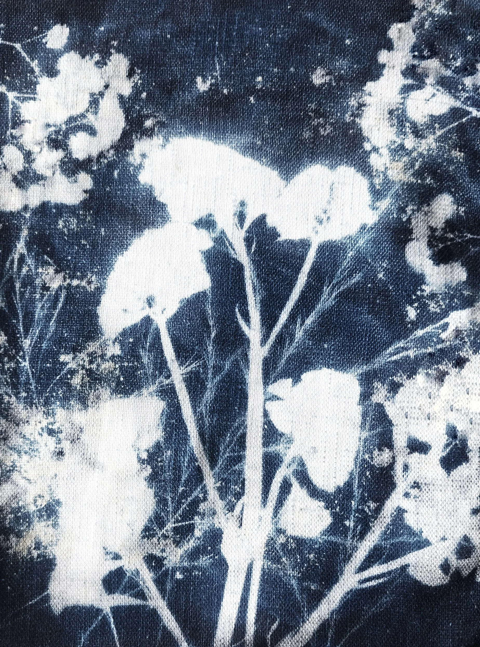 Cyanotype botanical print