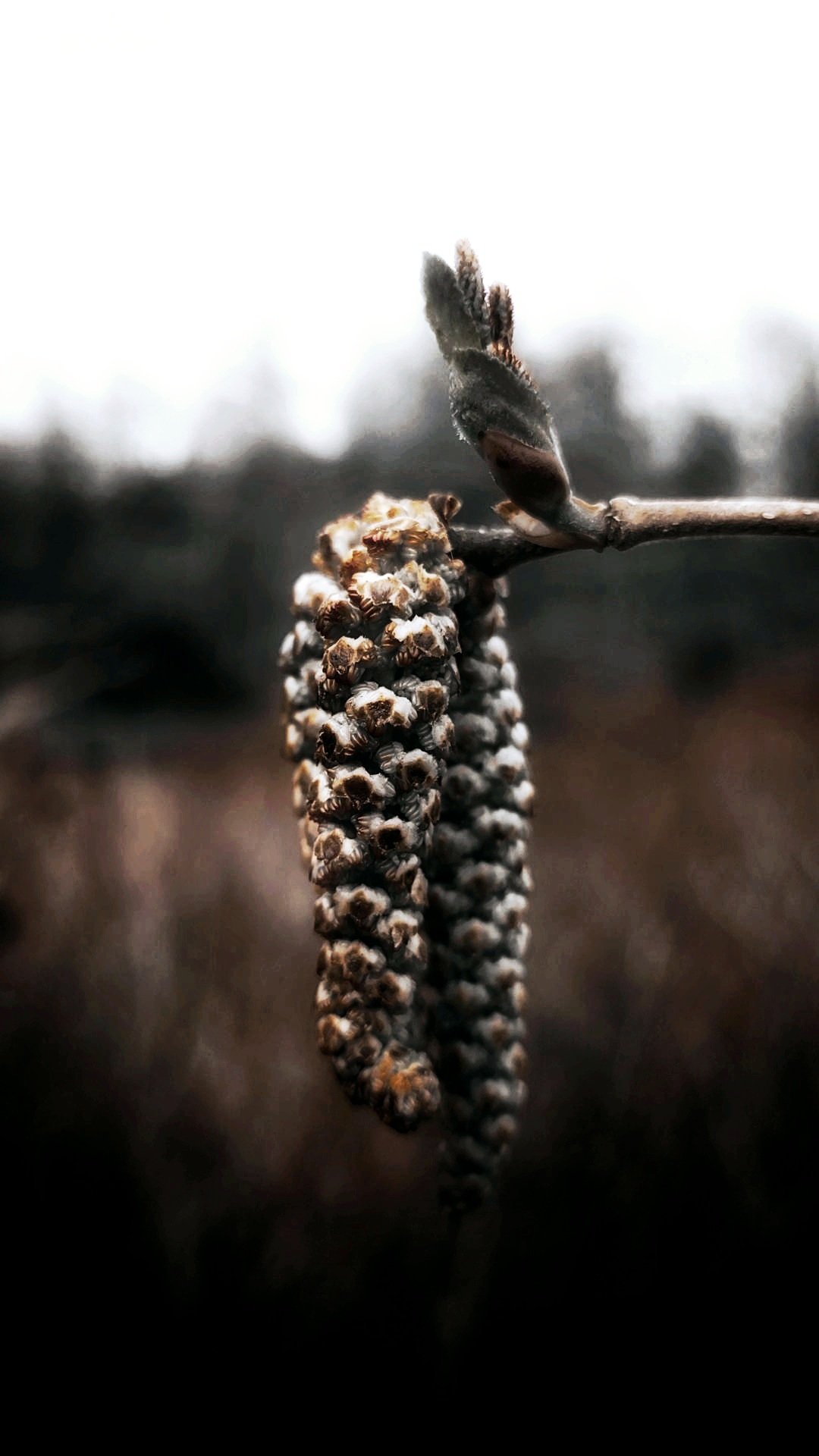 Tree budding in Spring.