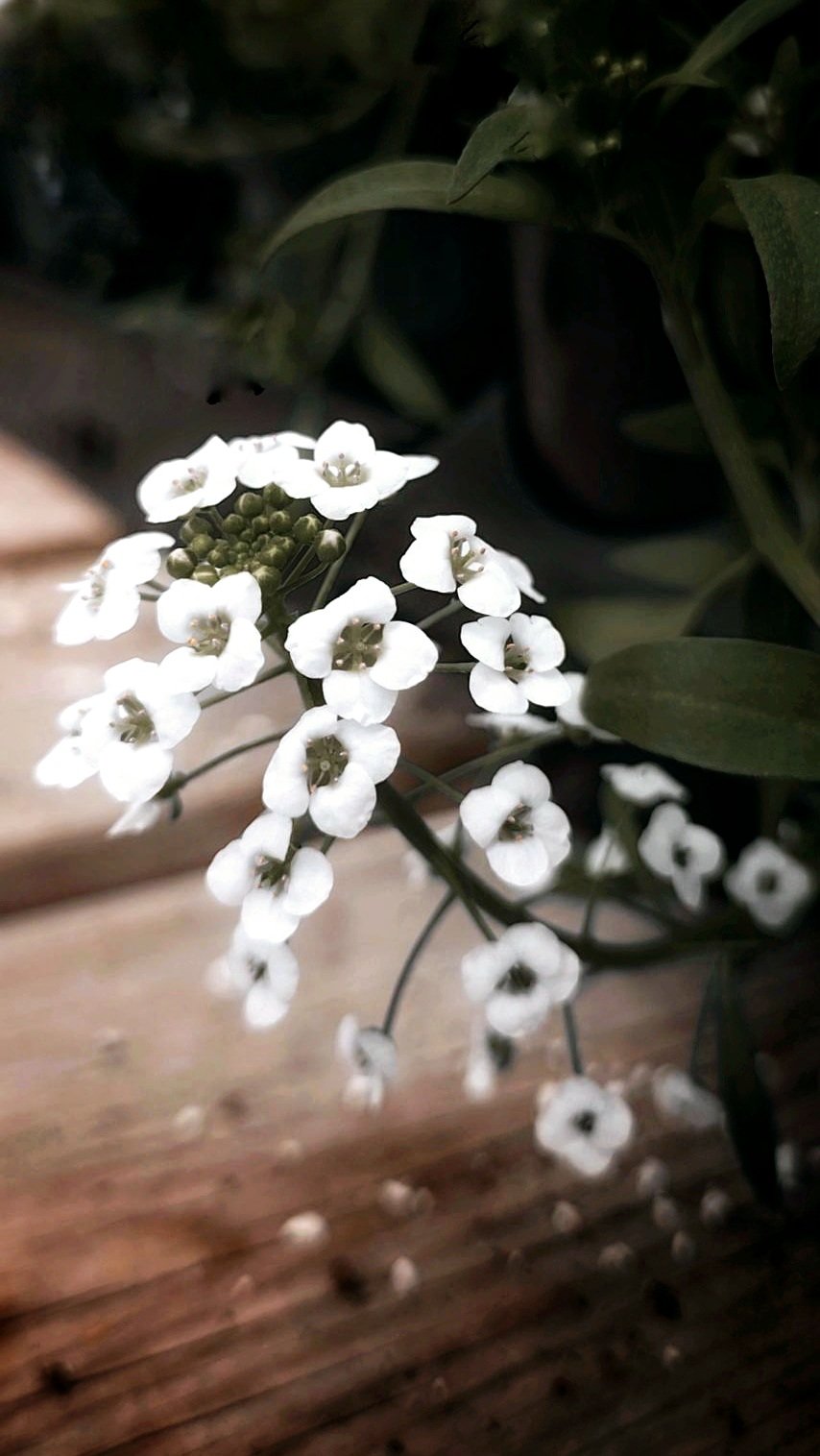 White flowers in bloom.