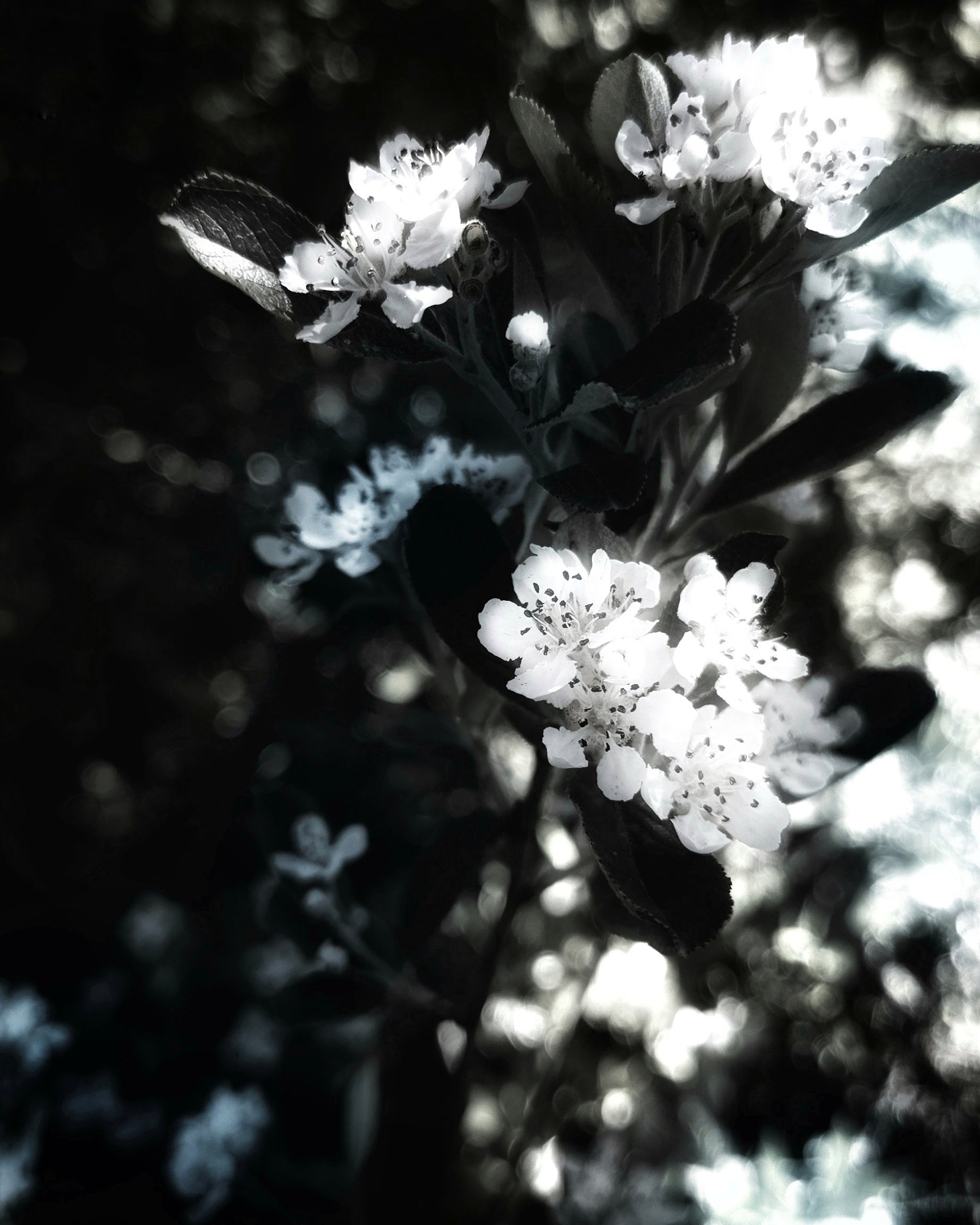 White apple blossom flowers.