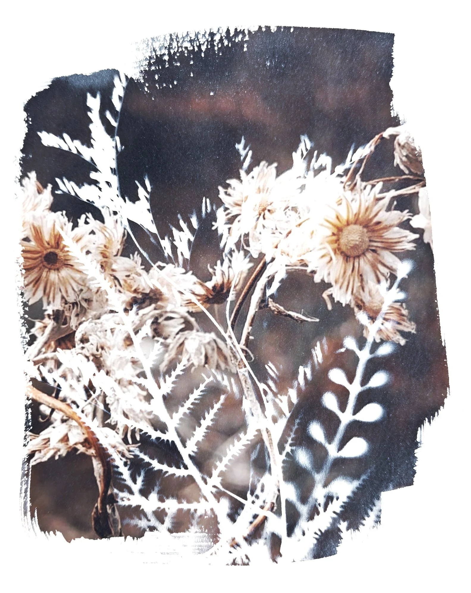 Cyanotype and ink botanical print
