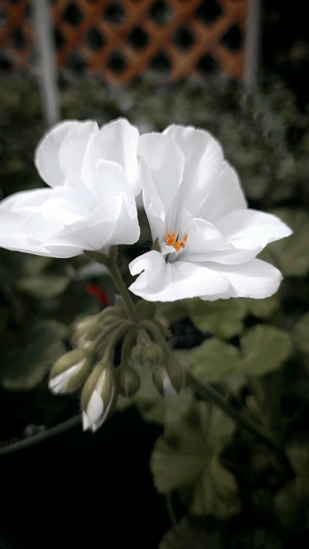 White flower in bloom.