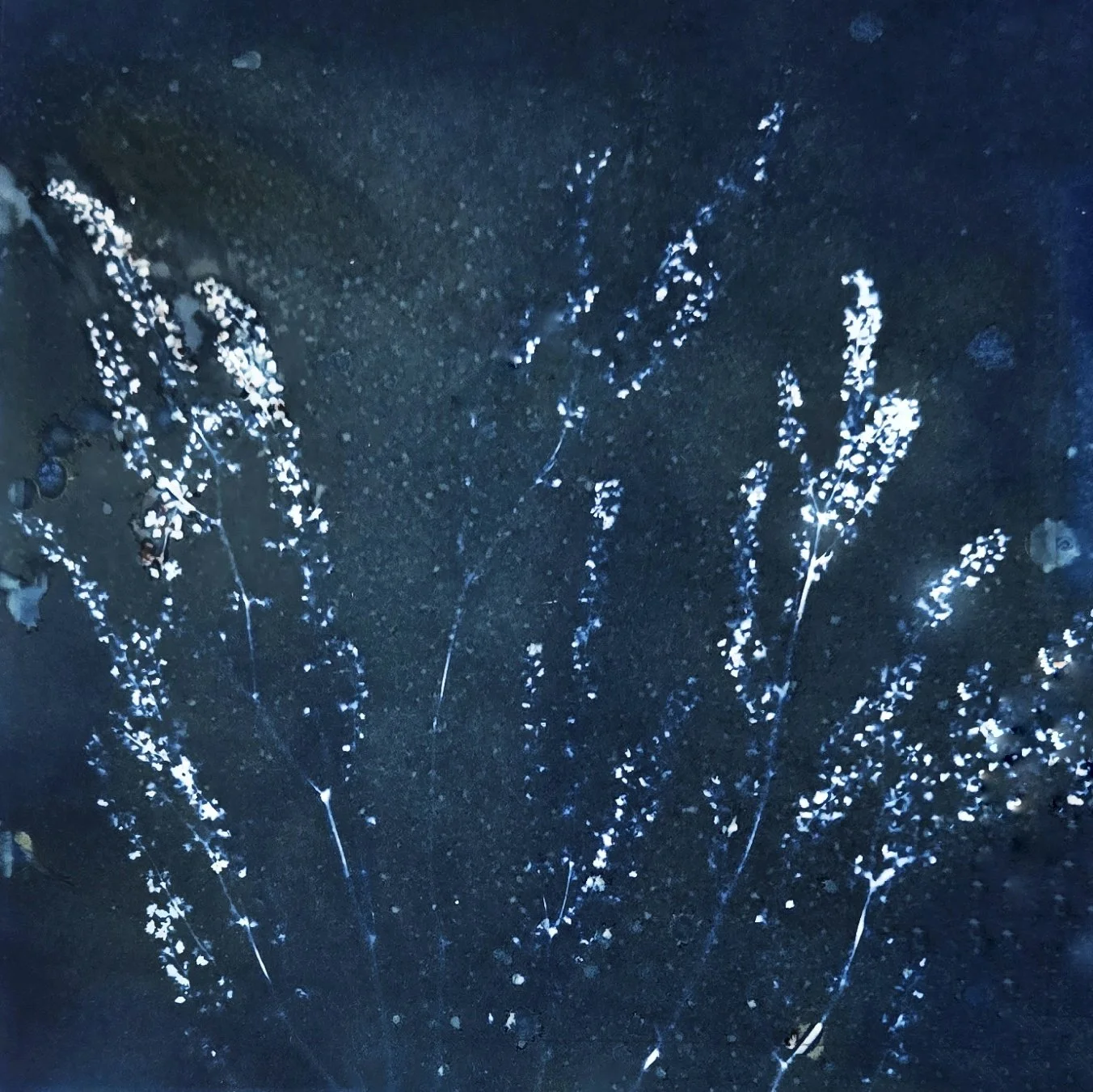 Cyanotype botanical print