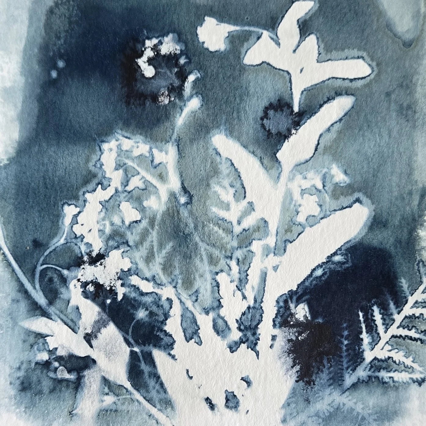 Cyanotype botanical print