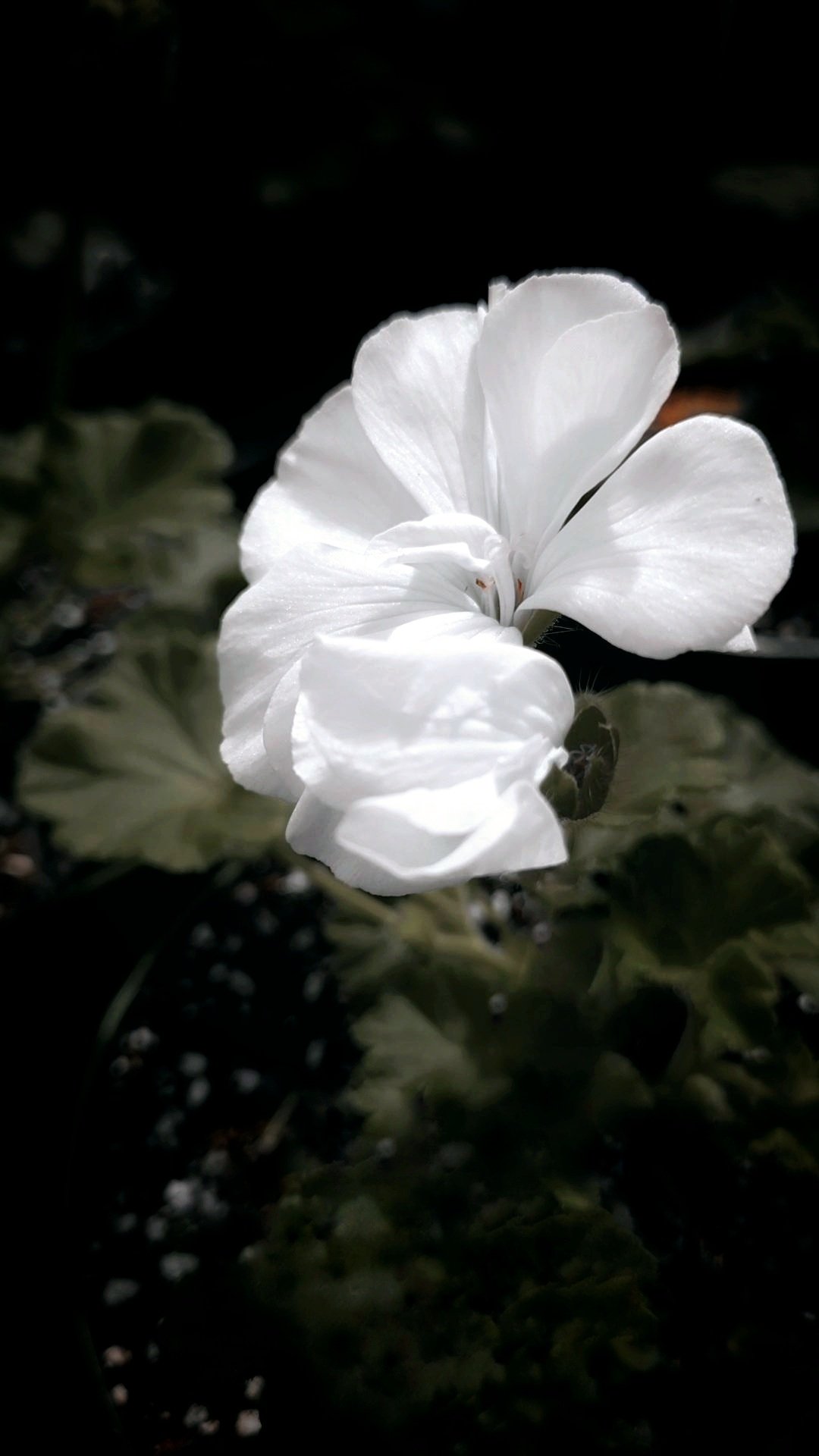 White flower in bloom.