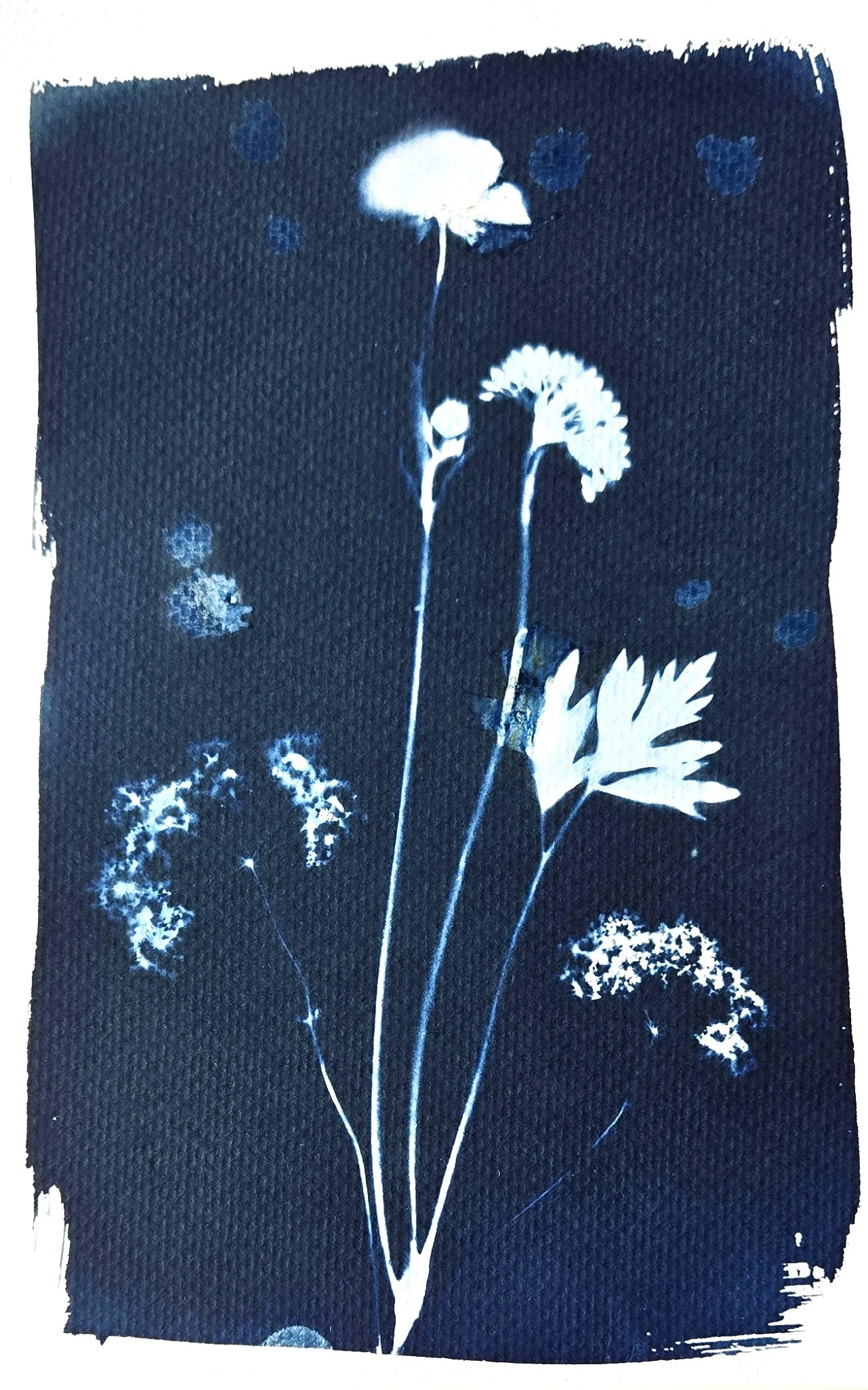 Cyanotype botanical print