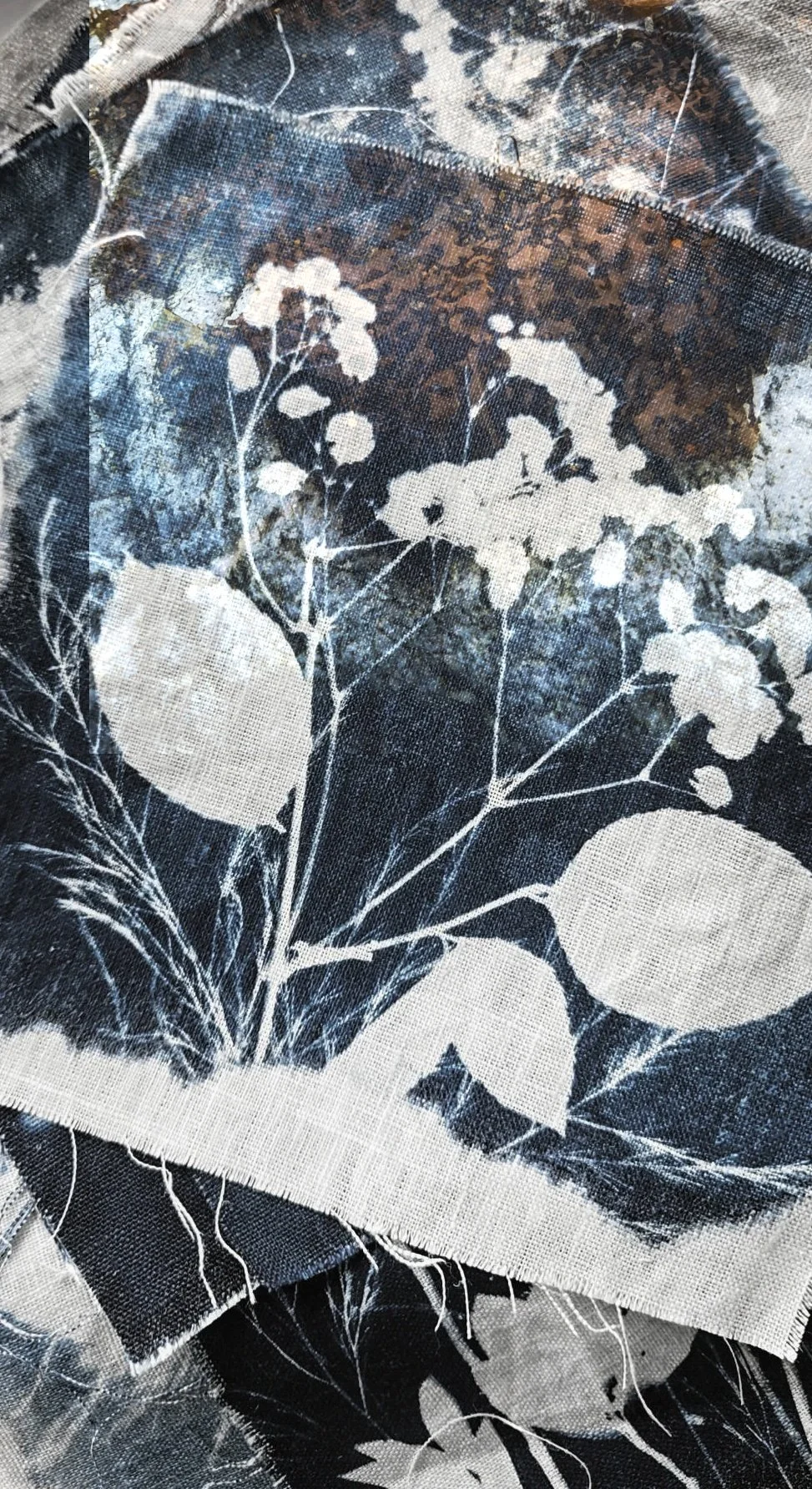 Cyanotype and ink botanical print