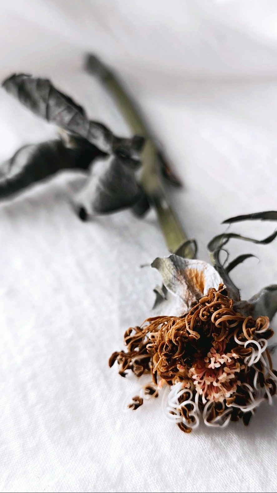 Wilting rose.
