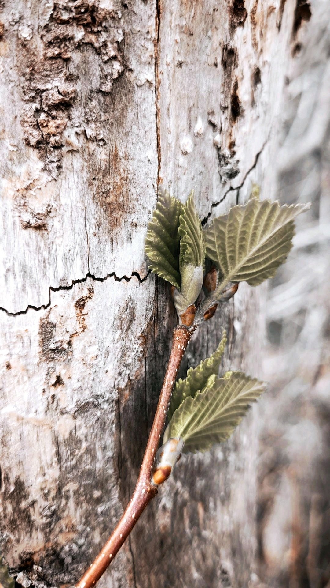 Spring bud on tree.