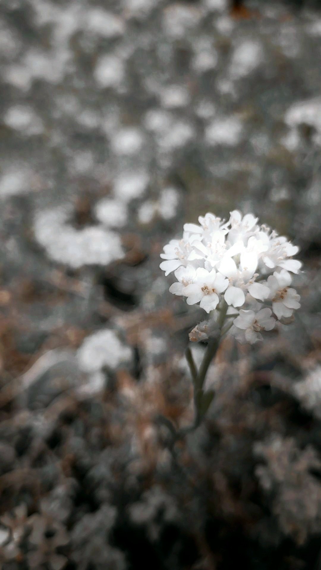 Single whit flower in bloom.