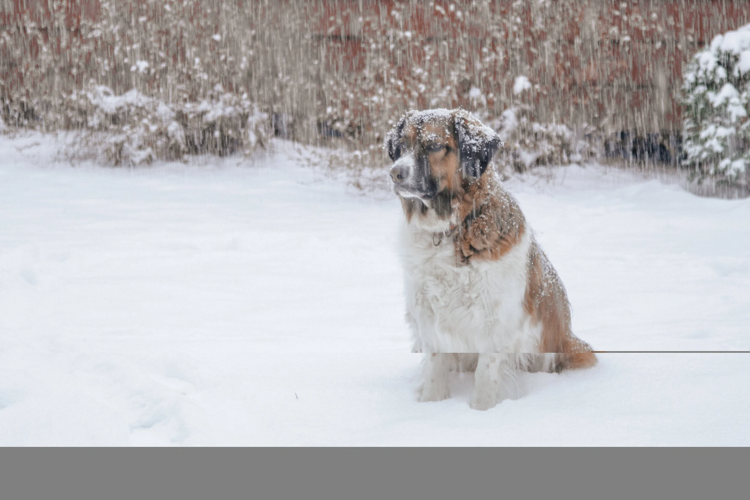 Jennie_Snowstorm-2428.jpg