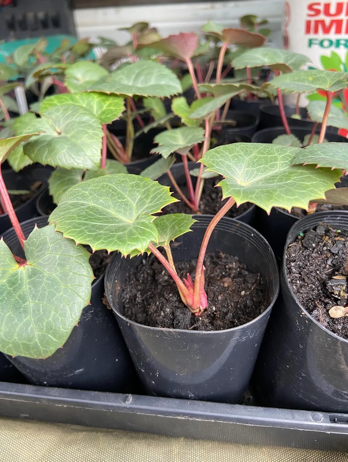 Corsican Hellebore… thank you @postofficefarmnursery #nursery #centralvic #landscapegardening #ladytradie #winter #beautiful