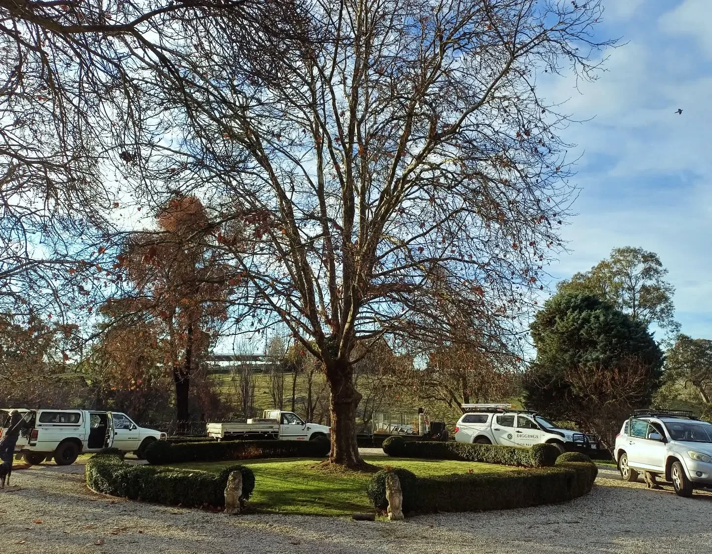 When we all park around the plane tree..........its cute.
#centralvictoria #garden #workcrew