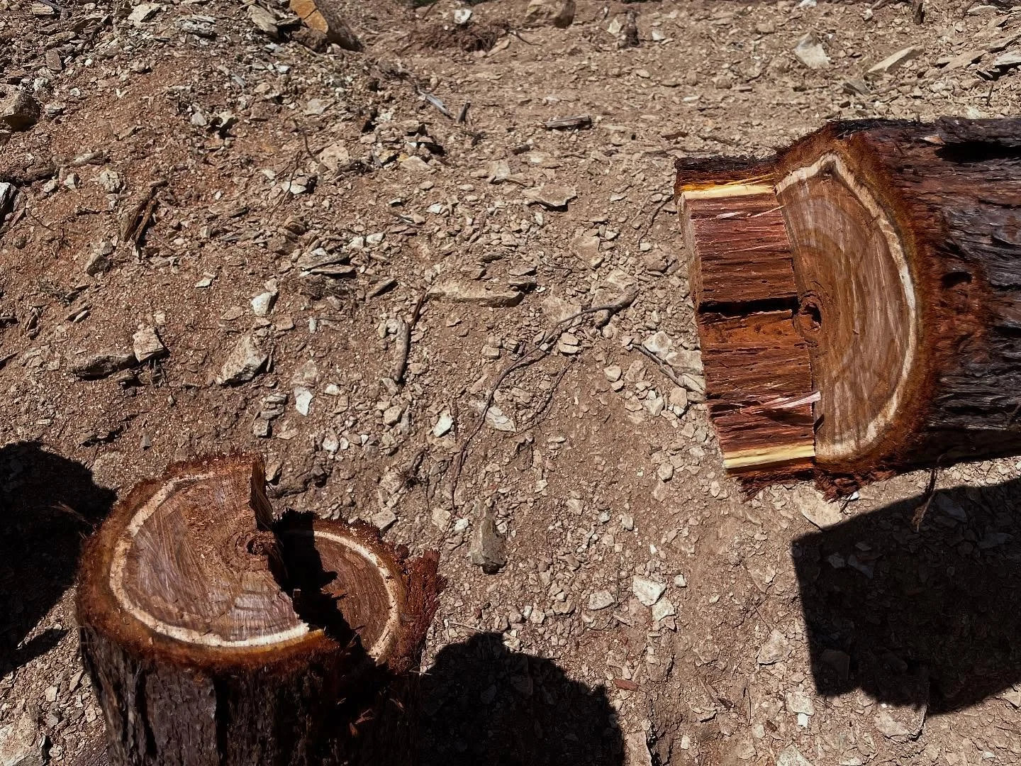 A little bit chuffed with this tidy tree fell today…