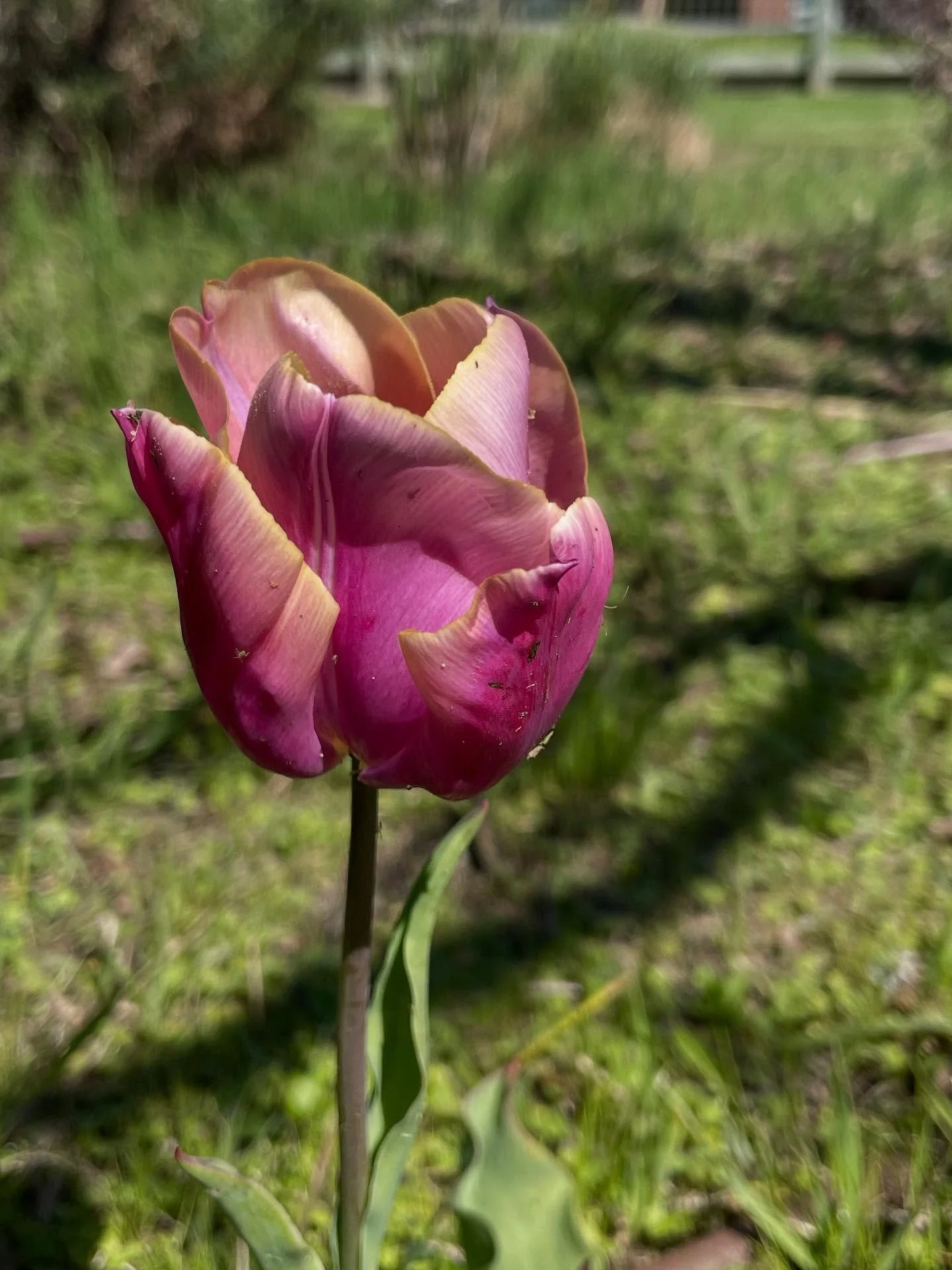Monday. Sunny day. Pink day. #kyneton #gardening #spring #fuckyeah