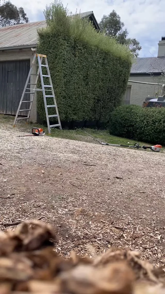 Get down boy