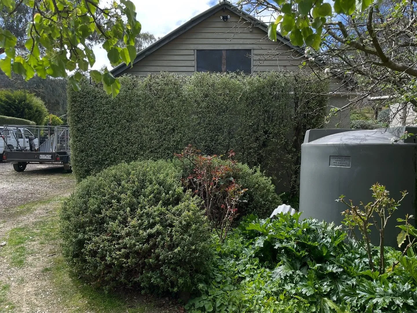 Don’t usually step down hedges but this split pittosporum kind of asked for it today.