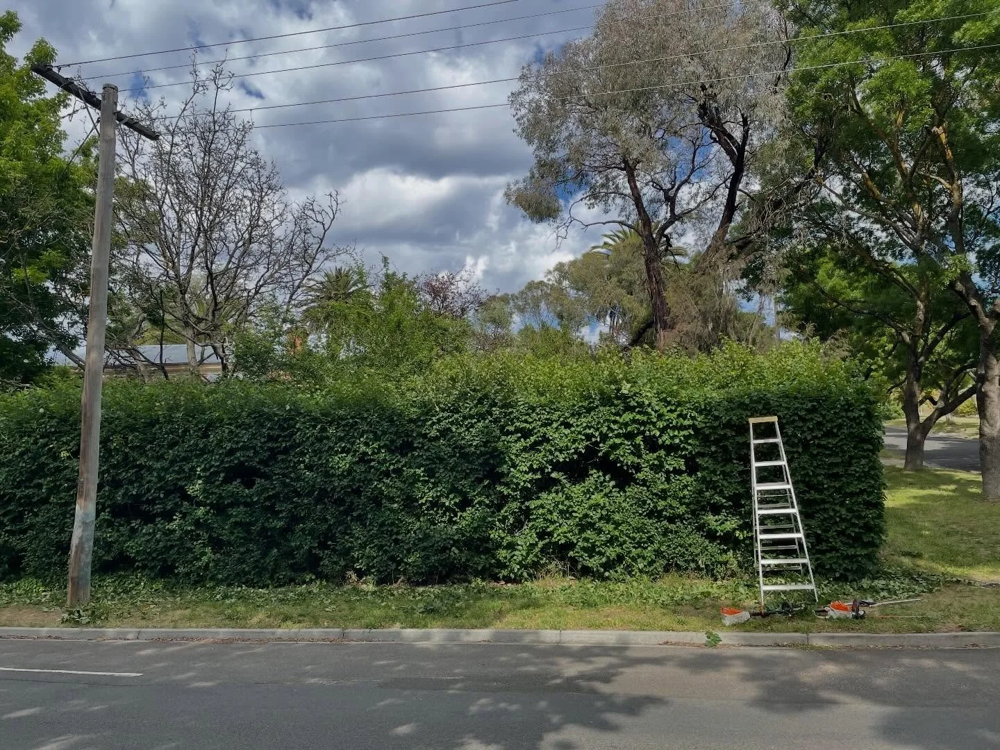 Sweet littl&rsquo; elm hedge