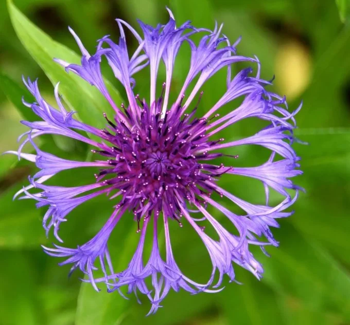 fleurs de centaurée 2 .PNG