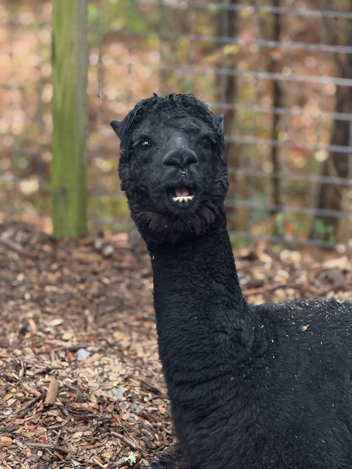 Community reintegration is essential after a brain injury. Many of our clients are uncertain about communit accessibility, dealing with various sensory environments, navigating various surfaces with balance challenges, etc. We help our clients gain c