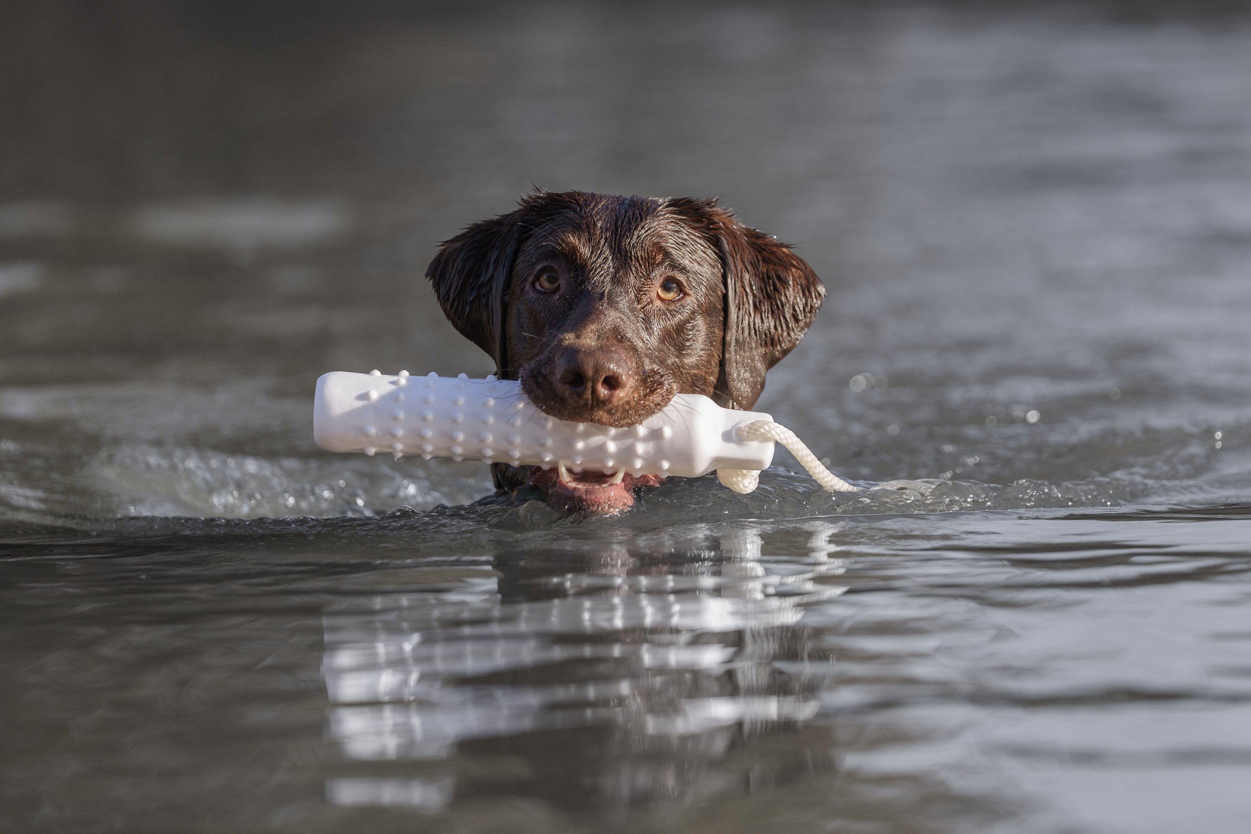 Labrador retrieving a bumper in the water