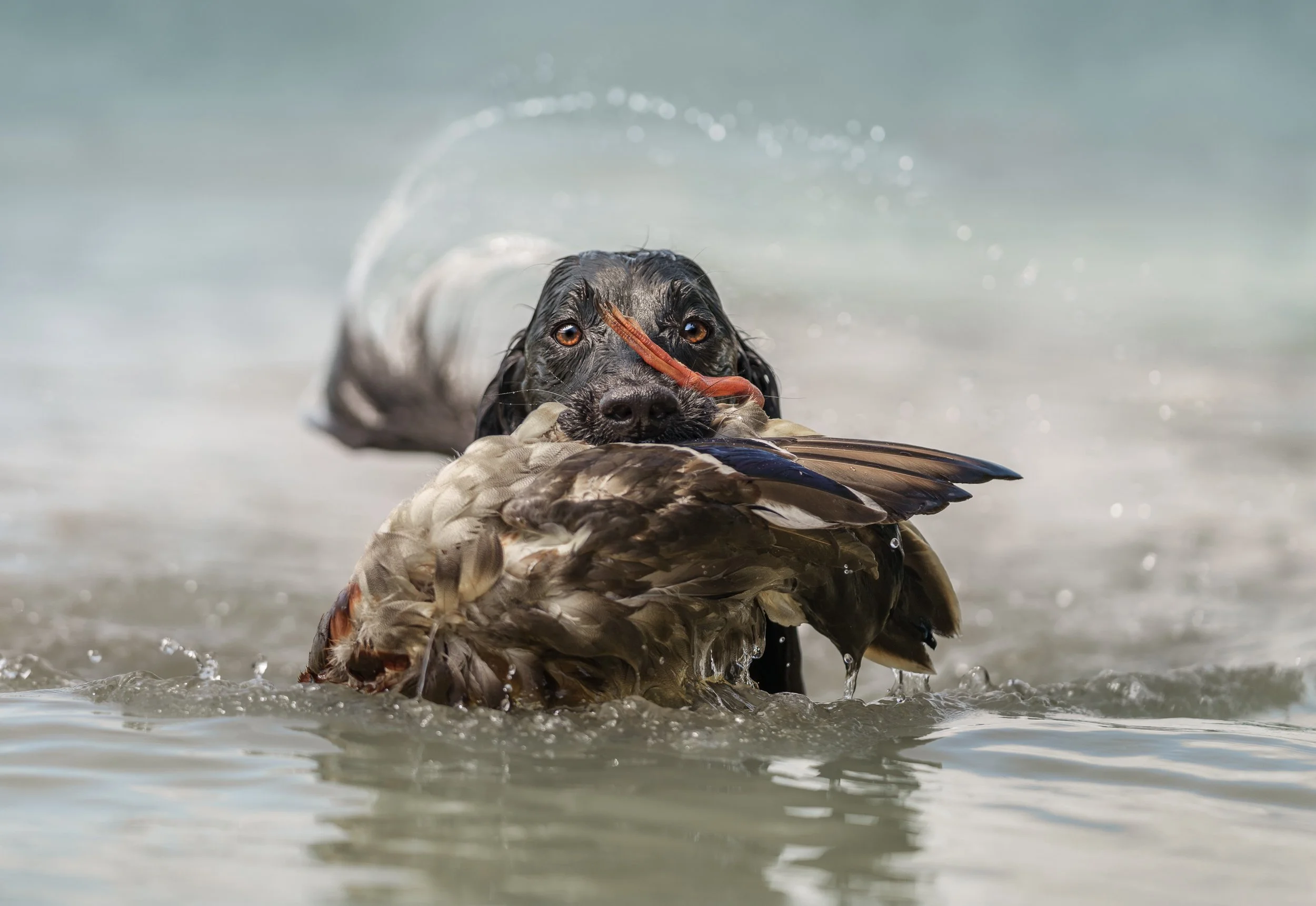Field Cocker Spaniel retrieving a duck from the water, Lake Murray Oklahoma