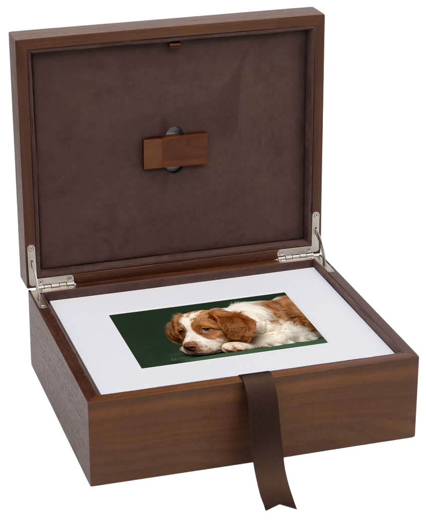 A wooden box with a hinged lid, containing a photograph of a Brittany puppy with a green background.